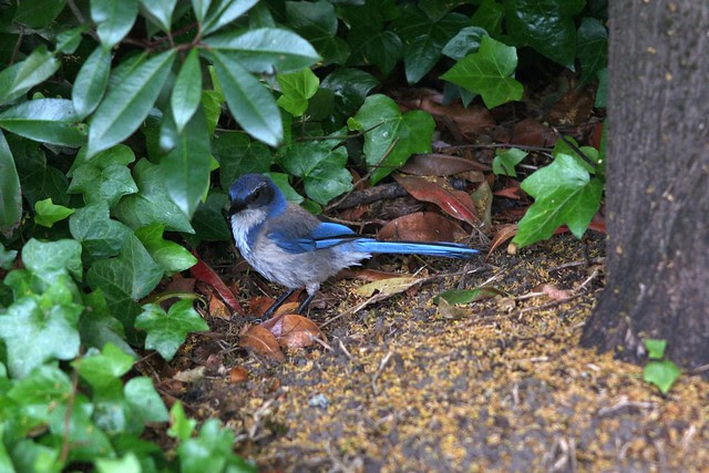 scrub jay, july 2011