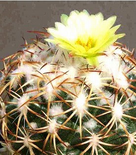 初心者におすすめな多肉植物 サボテン のご紹介 手軽に 簡単に 家の中で植物を育ててみよう 一般社団法人 Nフラワーデザインインターナショナル