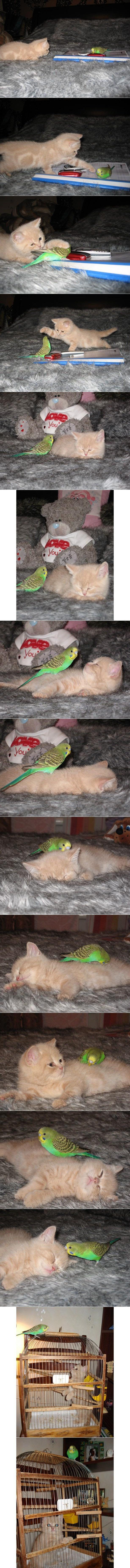 Kitty vs. Parrot Seen On www.coolpicturegallery.us