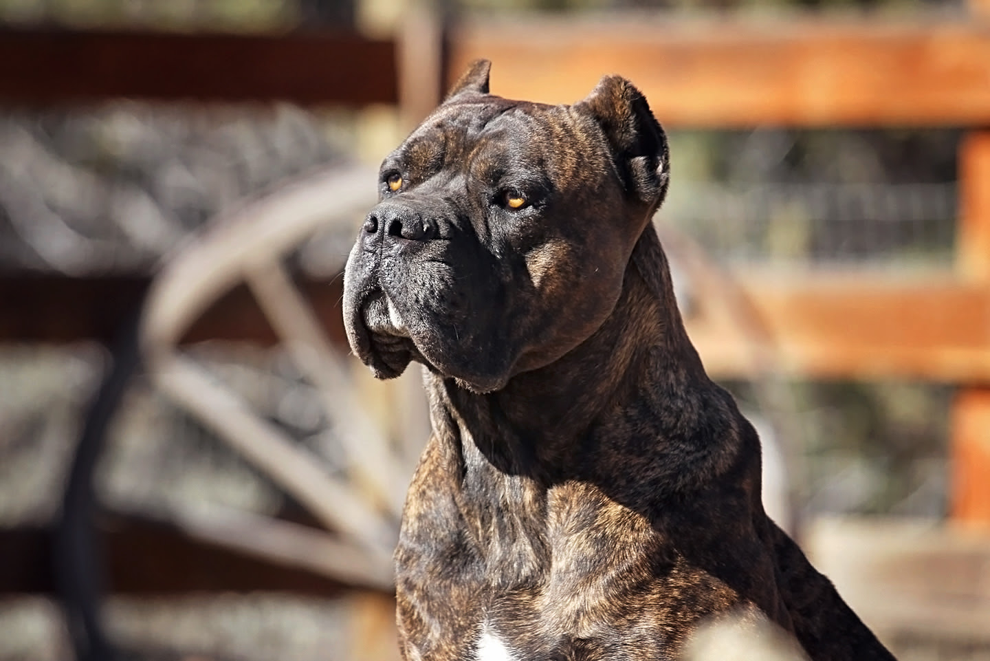 Cane Corso Versus Belgian Malinois Working Dogs