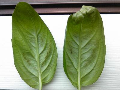 Yuripiari S Diary バジルの葉に異変