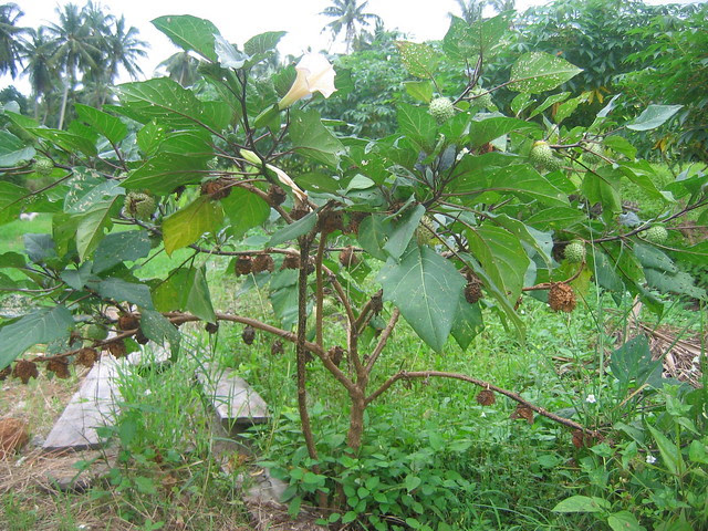 pokok kecubung Flickr Photo Sharing pokok kecubung Flickr Photo Sharing