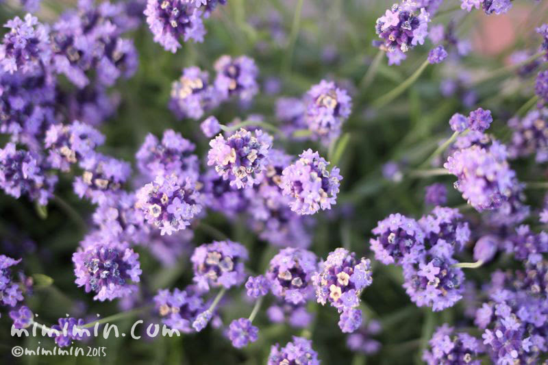 ラベンダーの花言葉 期待 花の写真 花言葉 みみみんブログ