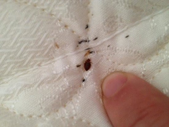 Bed Bug Eggs Bed bug we found,
