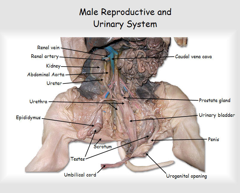 ImageQuiz: Fetal Pig Urinary/Reproductive System Male