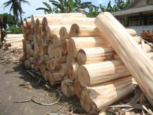 HARGA KAYU JABON PT MUTU PRIMA UTAMA HARGA KAYU JABON PT MUTU PRIMA UTAMA