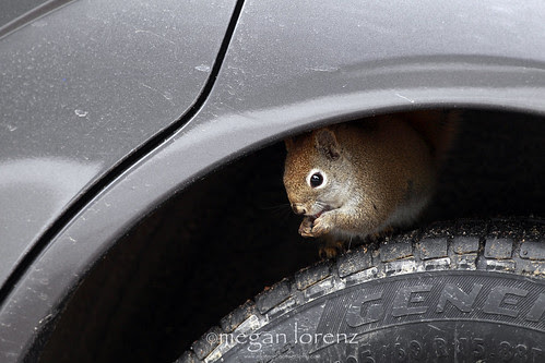 I'm "tire"d... by Megan Lorenz