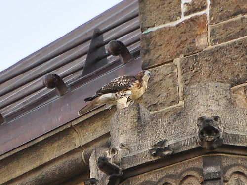 Cathedral Red-Tail Fledgling