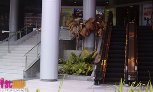 Unsightly dead plants at AMK Hub spoils S'pore's green and clean image