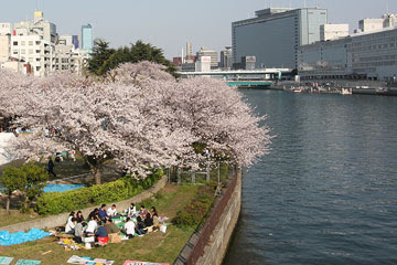 ゴリモンな日々 南天満公園の桜