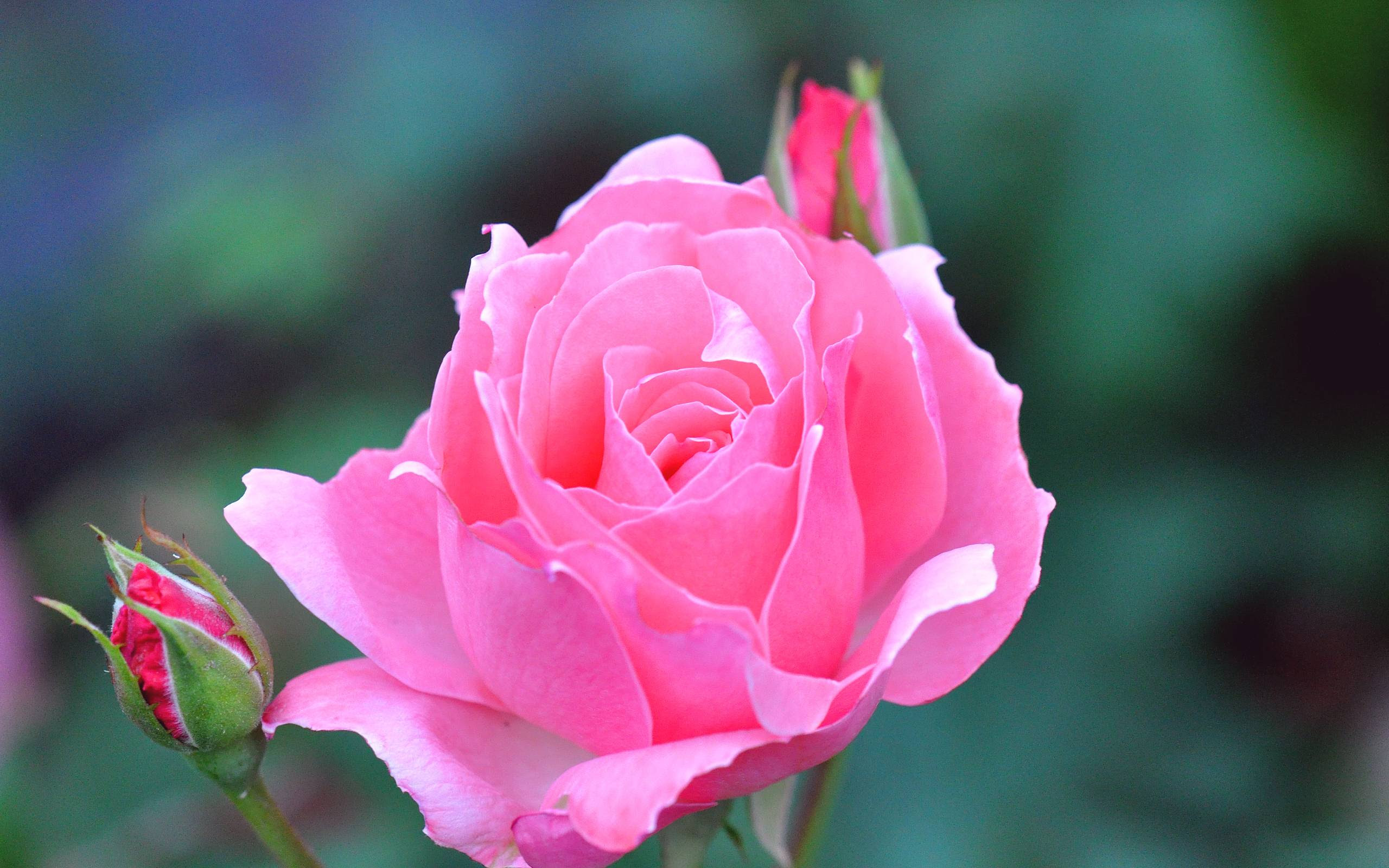 Rose Flower Wallpapers HD - Wallpaper Cave