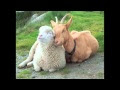 Wünsche Zum Geburtstag Reime, Bissendorfonline...