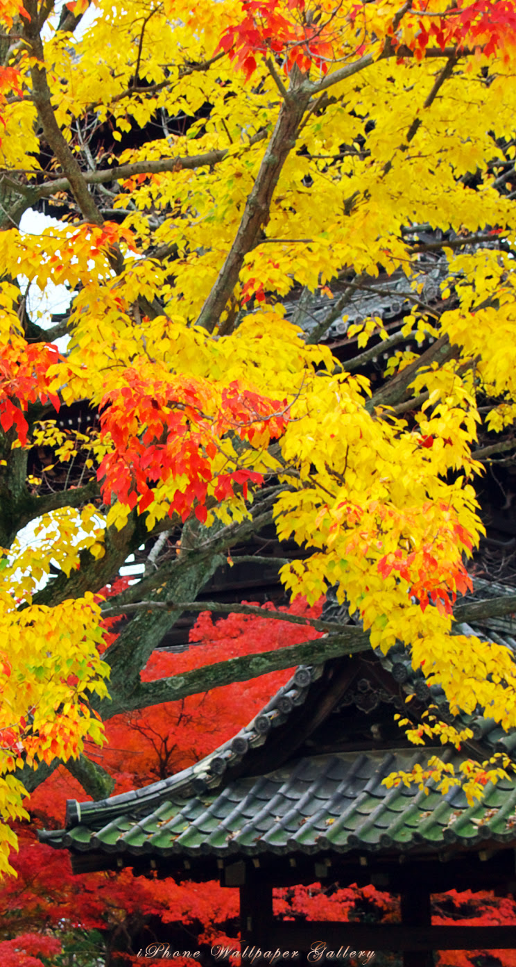 Iphone5 壁紙館 名所 旧跡 京都の紅葉 17 Iphone Wallpaper Alpine