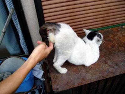たまのたまをたまにじゃなくて たまたま触ったらたまらんみたいな顔だったからたまに触ってやろうかな セクハラへのボケ 8184 ボケて Bokete