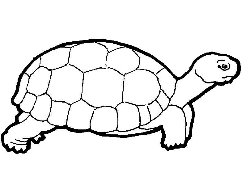 free turtle printables download free clip art free clip