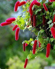 花 キャッツテール 10月26日の花と花言葉 キャッツテール 魅る魅るガーデニング