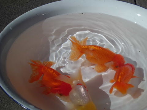 初めての金魚を連れての車で遠隔地への引越 どうすればいいの 宝実の お役立ち情報館