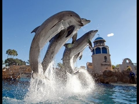 dolphins information