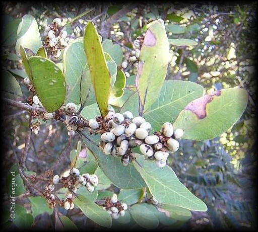 Región Metropolitana - Floras Regionales - Chilebosque