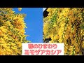 [最も共有された！ √] アカシア ブリスベーン 剪定 280552-アカシア ブリスベーン 剪定
