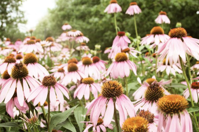 Sea of echinacea 