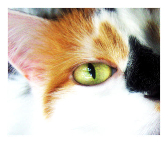 Ravenfeather