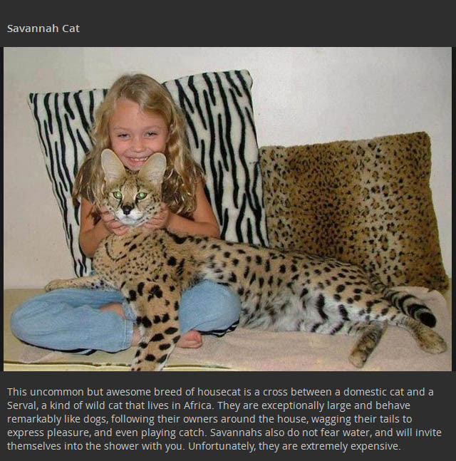 Tigon and 16 More Cool Animal Hybrids You May Not Have ...