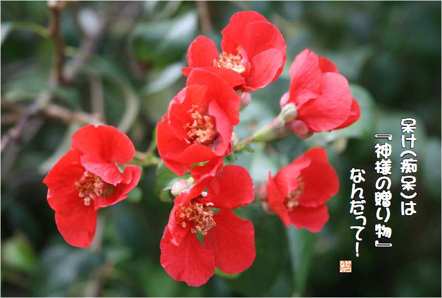 No 47 木瓜 花言葉 熱情 妖精の輝き なおかつ フォトエッセイ