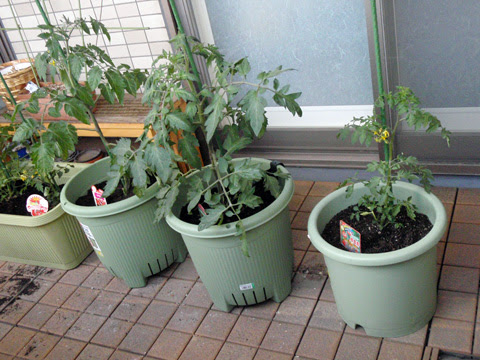 印刷 トマト プランター 大きさ 誕生 日 ライン 友達