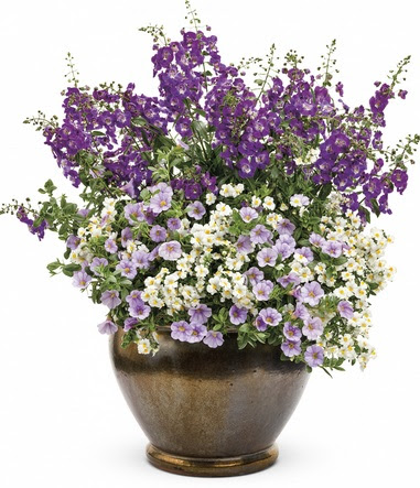  Aneka  Bunga  Hiasan Rumah yang Ditanam di Media Pot  