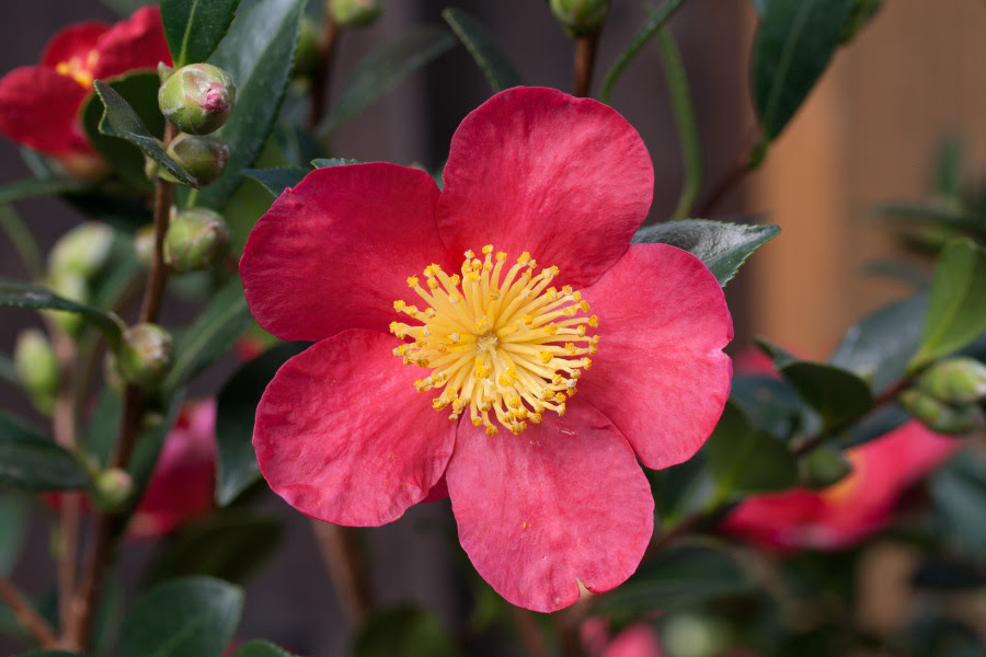 Red - Sasanqua cultivars from Yuri Panchul