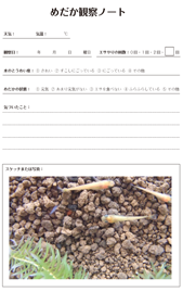 メダカの観察と実験 自由研究の研究テーマにメダカの観察はいかが メダカ観察ノート