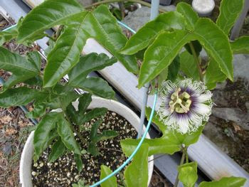 パッションフルーツの花 荻野農園 お茶 きのこ生産販売直売 ギフトや贈り物ご贈答 手土産に 静岡県富士市大淵の富士山の麓で循環型農業