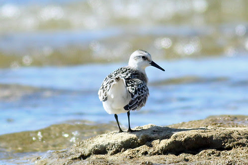 Juvenile Sanderling