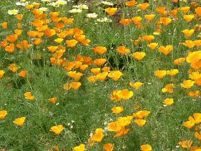 3月11日の誕生花と花言葉 ハナビシソウ 花菱草 の特徴 激安情報満載 楽天市場店 楽天コミュニティblog 楽天ブログ