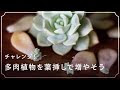 【人気ダウンロード！】 多肉植物 葉挿し 失敗 183405-多肉植物 葉挿し 失敗