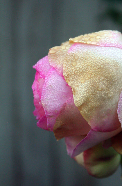dewy Rose