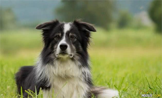 最受欢迎的5种 牧羊犬 颜值很高还不傻 你都见过吗 凤 萌狗网