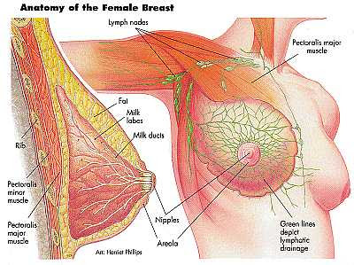 Breast anatomy Page 6