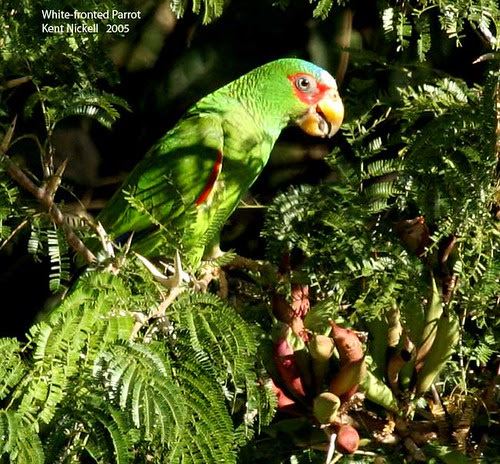 White fronted Amazon foraging
