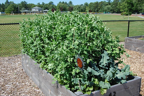 Franklin, MA: Community Garden