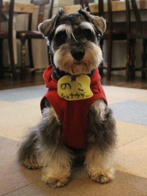 福岡 北九州 小倉癒しのふれあい犬カフェ のこちゃんの紹介