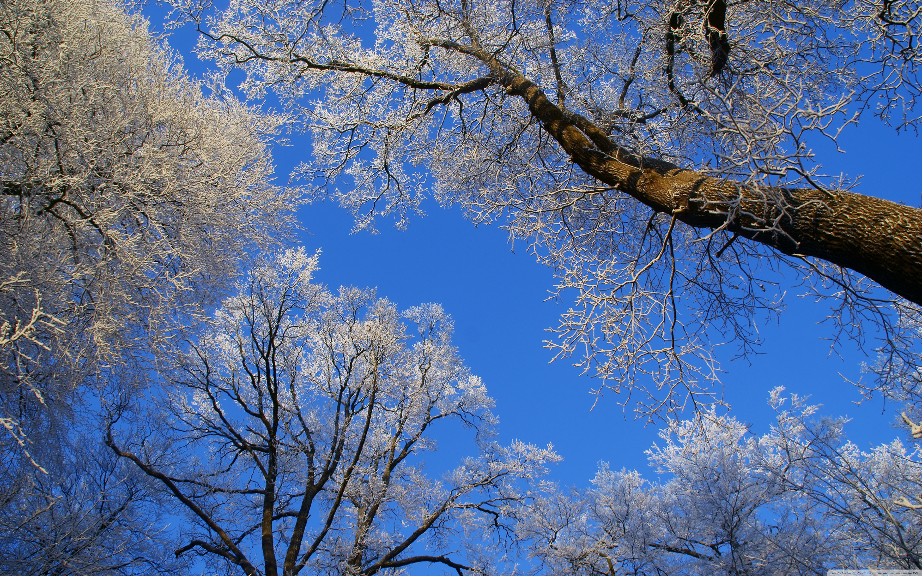 White Trees Against A Blue Sky Ultra HD Desktop Background Wallpaper