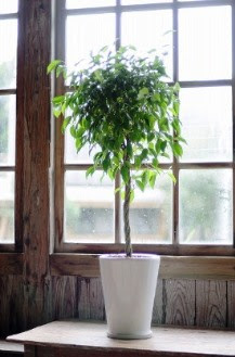 ベンジャミンの育て方 自然と暮らす 観葉植物