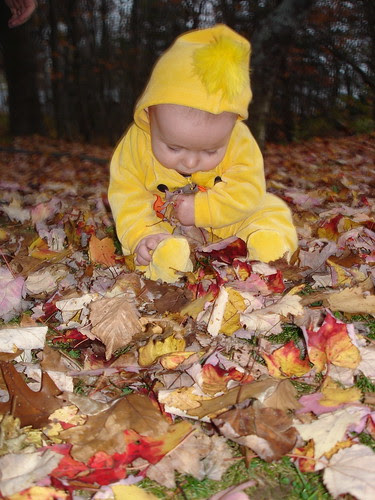 Mogrunt Duck in the Leaves