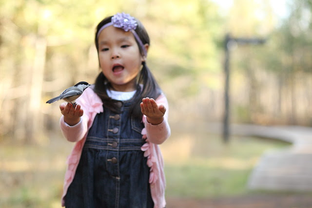 feeding the birds