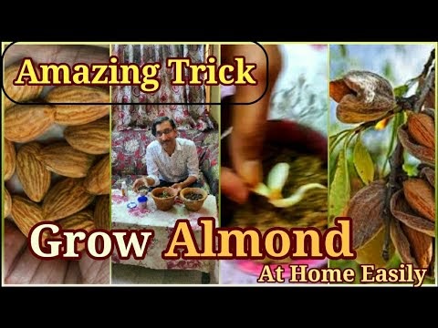 How to grow Almond tree at home | Easiest method to grow Badam tree | Almond tree from Seeds