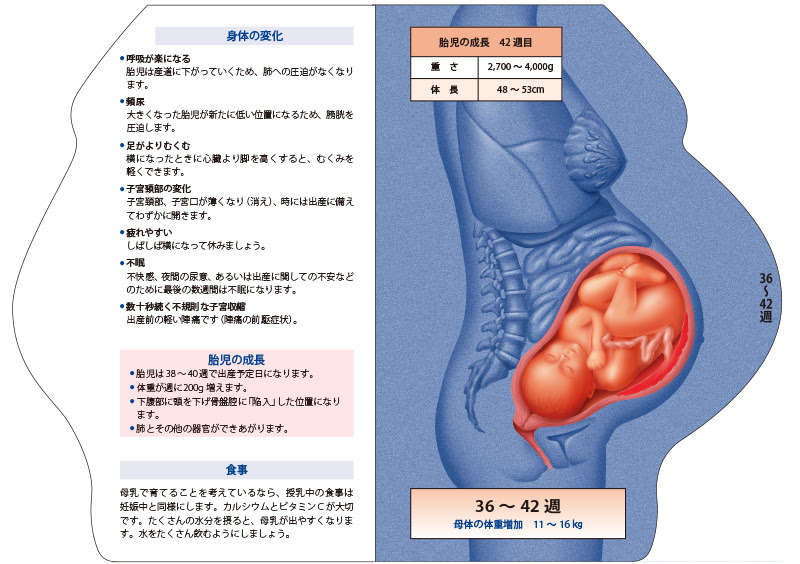 型抜き絵本 胎児の発育