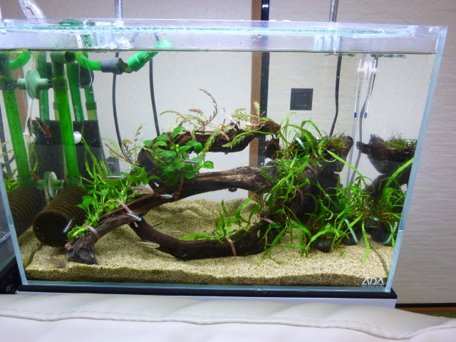 Aquatic Plants 45cm水槽のレイアウト