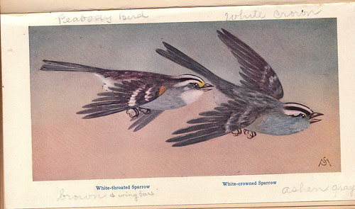 Mathews White-throated Sparrow Drawing